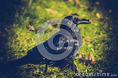 A crow found a special cookie Stock Photo