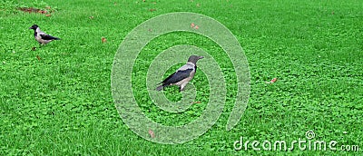 Crow on the grass. crows on herbs. Stock Photo