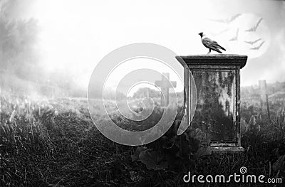 Crow on a gravestone Stock Photo