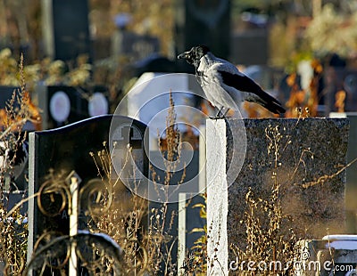 Crow on a gravestone Stock Photo