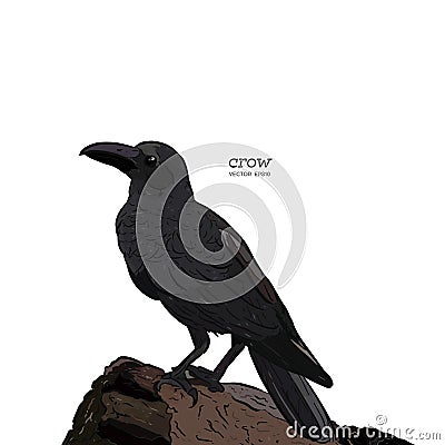 Crow, Hand drawn high quality vector Vector Illustration