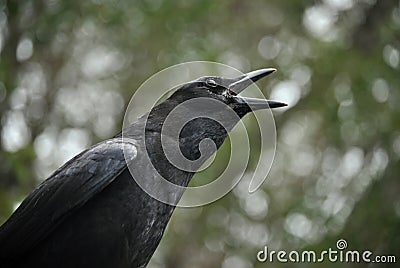 Crow mob Stock Photo