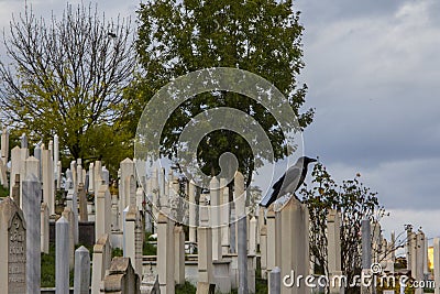 Crow in the Muslim cemetery. Sarajevo Bosnia and Herzegovina Editorial Stock Photo