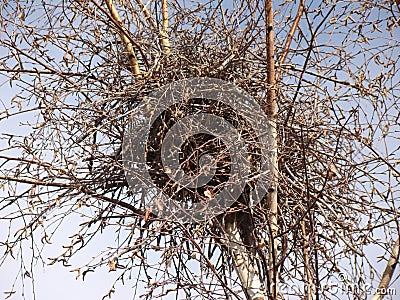 Crow. Nest crow on the tree, Eurasian Magpie. Nest of crows in the yard. Bare tree branches on a spring day. Nestling of the crow. Stock Photo