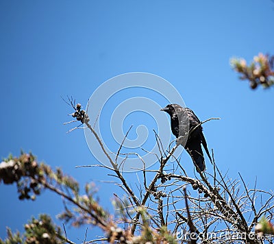 aa crow perched on branch Stock Photo