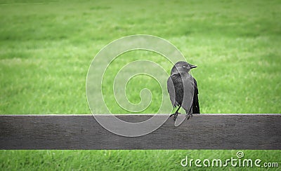 Crow perched on a fence. Stock Photo