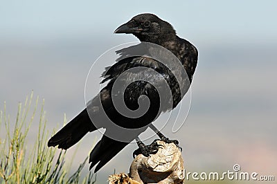 Crow perched Stock Photo