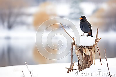 crow perched on snowman overlooking frozen pond Stock Photo
