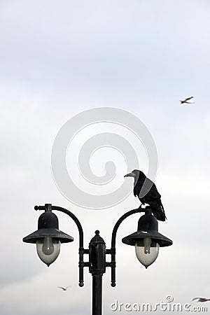 Crow perched on top of lamp Stock Photo
