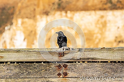 A crow perched on a wooden groyne at the coast, with sunlight shining on chalk cliffs behind Stock Photo