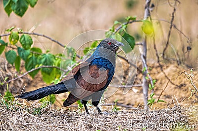 Crow Pheasant Stock Photo