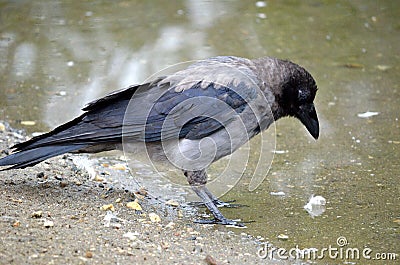 Crow on pond shore looking for food Stock Photo