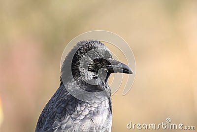 Crow portrait with light background Stock Photo