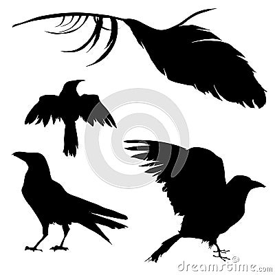 Crow, Raven, Bird, and Feather Vector Illustration