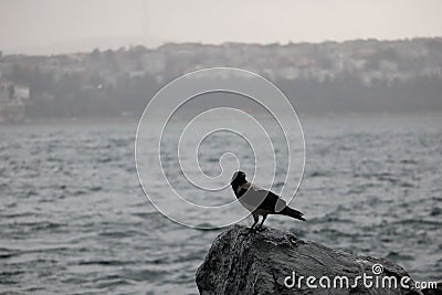 Crow on the shore of Bosporus strait in Istanbul, Turkey Stock Photo