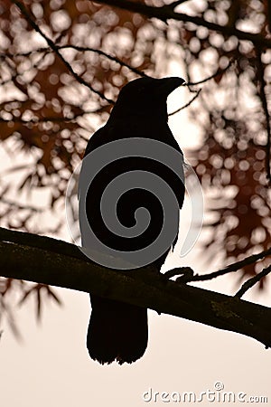 Crow silhouette Stock Photo