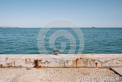 A crow sits on the seashore. The shore is reinforced with a concrete structure Stock Photo