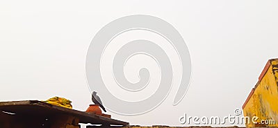 A Crow Is Sitting Above A Water Pitcher. Selective Focus. Selective Focus On Subject. Background Is Blur Stock Photo