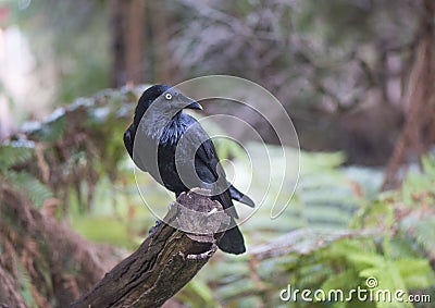 Crow sitting on branch in Australia. Stock Photo