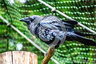 Crow sitting on a branch Stock Photo