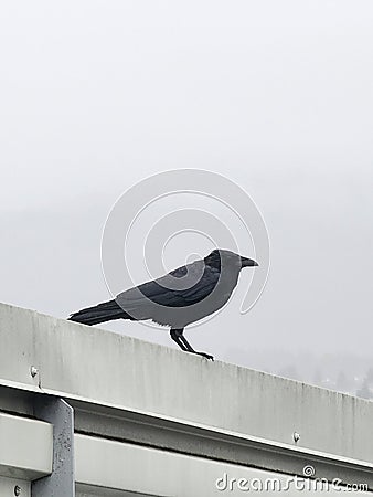 Crow sitting on concrete wall on an overcast day Stock Photo