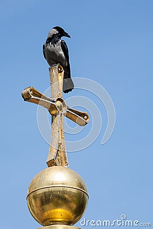 Crow sitting on cross Stock Photo