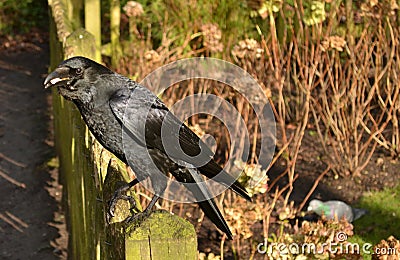 Crow sitting garden fence Stock Photo