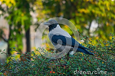 crow sitting on a green bush in city Stock Photo