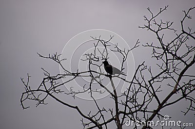 A crow is sitting on the withered branches of a tree. Stock Photo