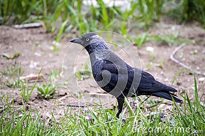 Crow, smart crow looking for bait, intelligent bird-type crow, cute black crow Stock Photo