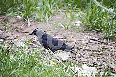 Crow, smart crow looking for bait, intelligent bird-type crow, cute black crow Stock Photo