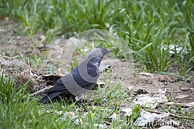 Crow, smart crow looking for bait, intelligent bird-type crow, cute black crow Stock Photo