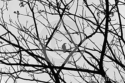 A A Crow is stand on a branch to wait spring coming Stock Photo