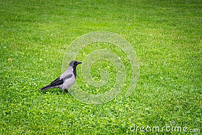 The crow is standing in the grass yard. Stock Photo