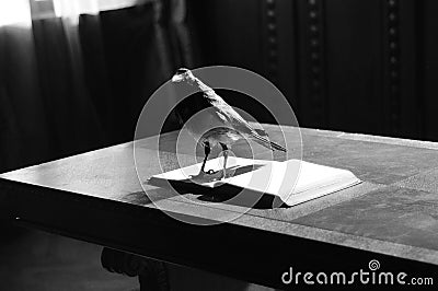 Crow standing on open book Stock Photo