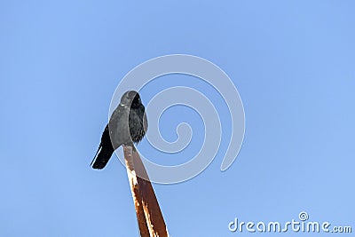 A crow stands on the satellite dish on the roof in winter, and next to it are pigeons, the brotherhood of the crow and the pigeons Stock Photo