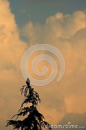 Crow at sunset Stock Photo