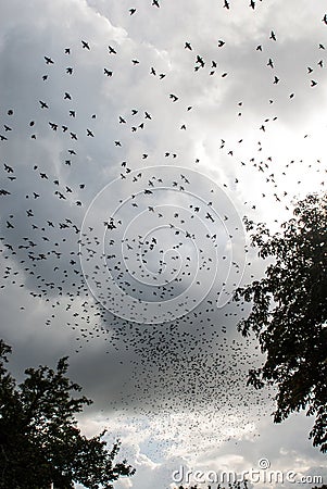 Crow swarm on dark sky Stock Photo