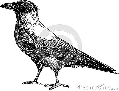 Crow Vector Illustration