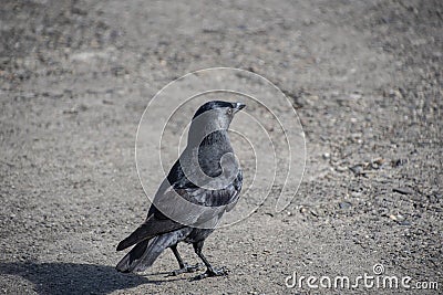 Crow walking along the path. black crow. wild bird Stock Photo