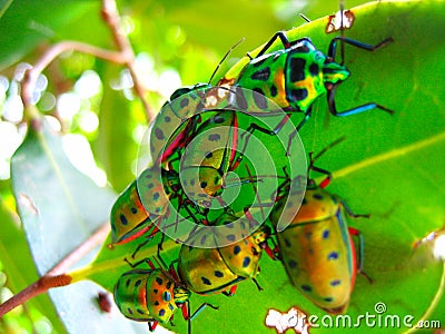 Crowd of beetles on a leaf Stock Photo