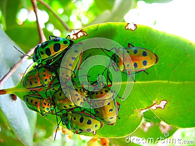 Crowd of beetles on a leaf Stock Photo