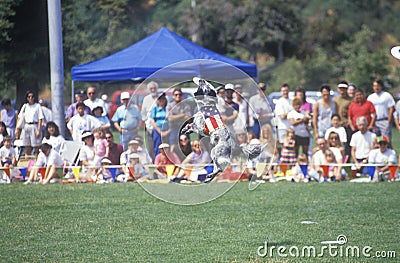Crowd observing Canine Frisbee Contest Editorial Stock Photo