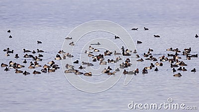 Crowd of Waterfowl Stock Photo