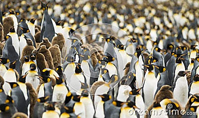 Crowded King Penguin Colony Stock Photo