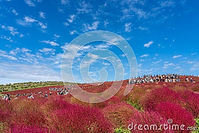 Crowded people going to the Miharashi Hill to see the red kochia bushes in the Hitachi Seaside Park. Kochia Carnival. Editorial Stock Photo