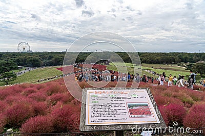 Crowded people going to the Miharashi Hill to see the red kochia bushes in the Hitachi Seaside Park. Kochia Carnival. Editorial Stock Photo