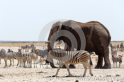 Crowded waterhole with Elephants Stock Photo