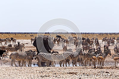 Crowded waterhole with Elephants Stock Photo