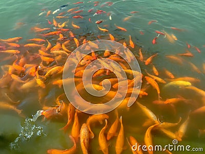 CROWED FISH Stock Photo